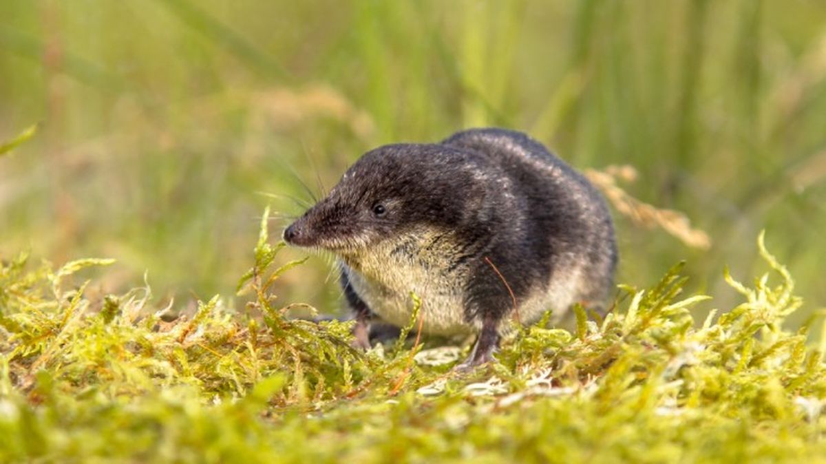 mamiferos venenosos musarana