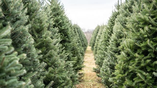 granja de arboles de navidad
