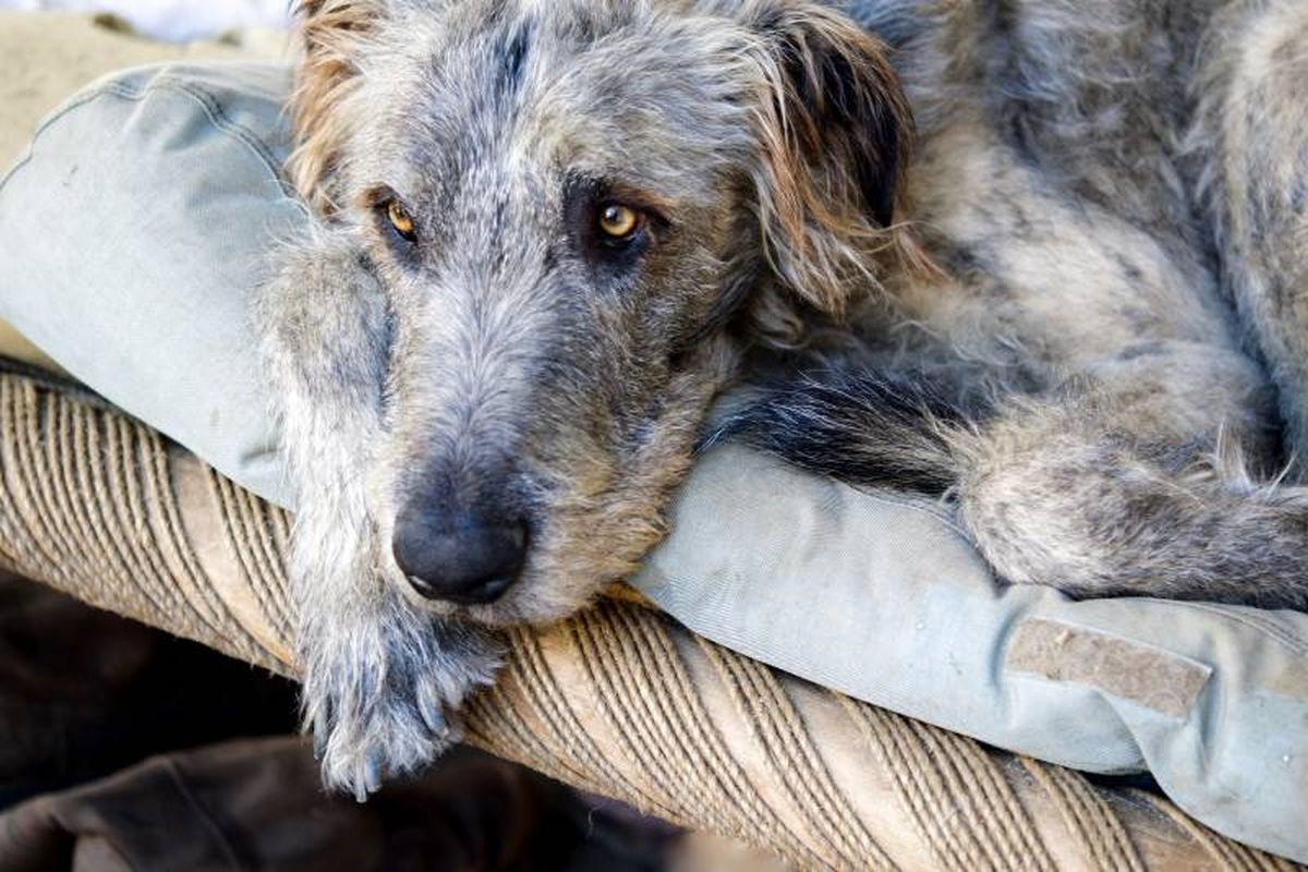 Antes de adoptar un Irish Wolfhound recuerda que necesitará espacio debido a su gran tamaño