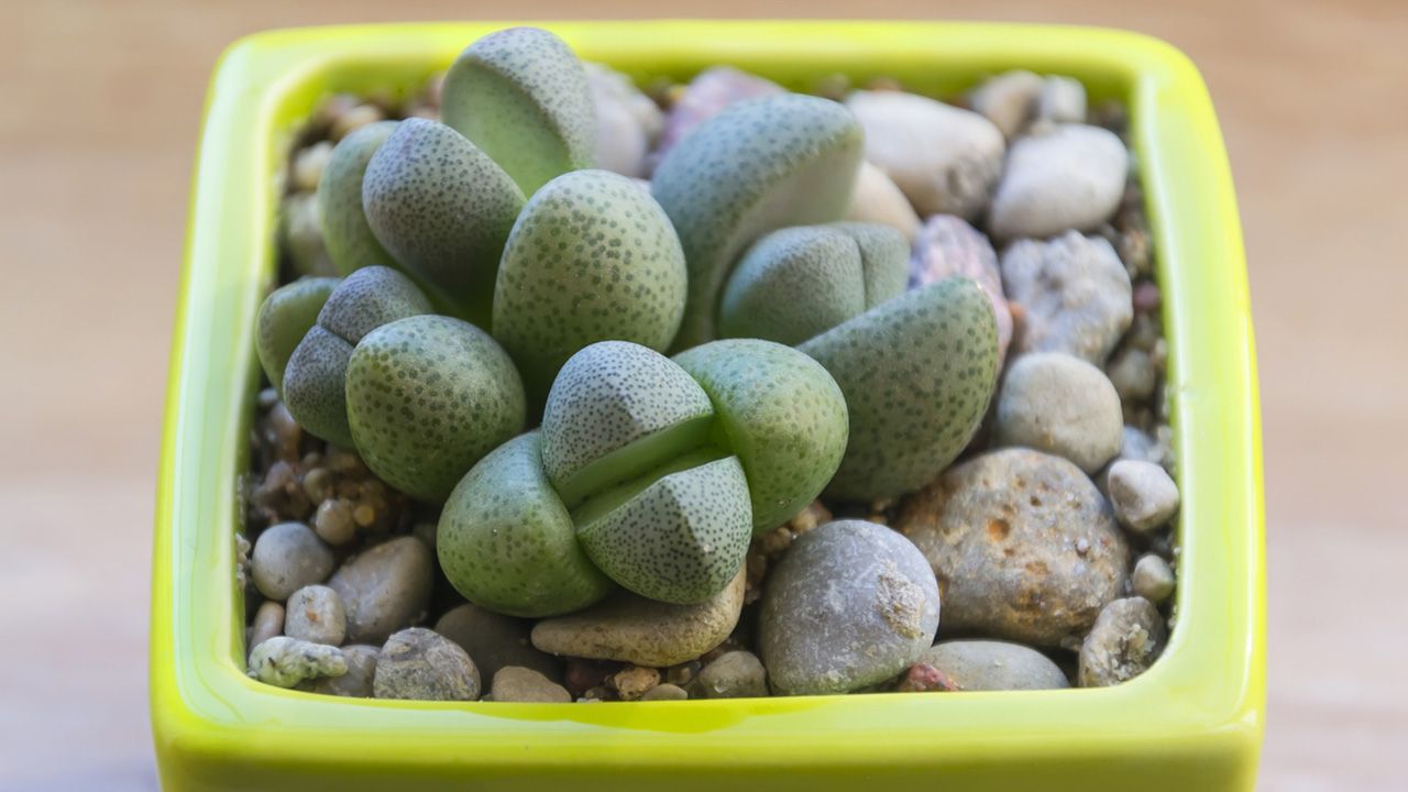 Lithops spp planta piedra planta escritorio de la oficina