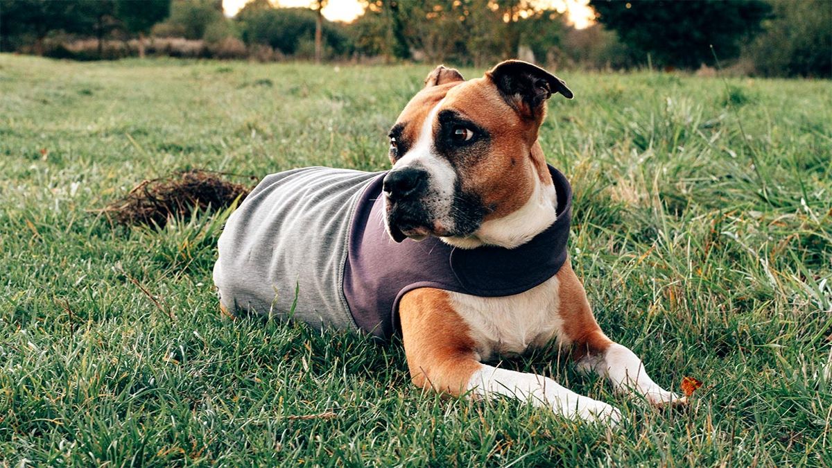 cuidados consejos proteger perro lluvia chubasquero portada