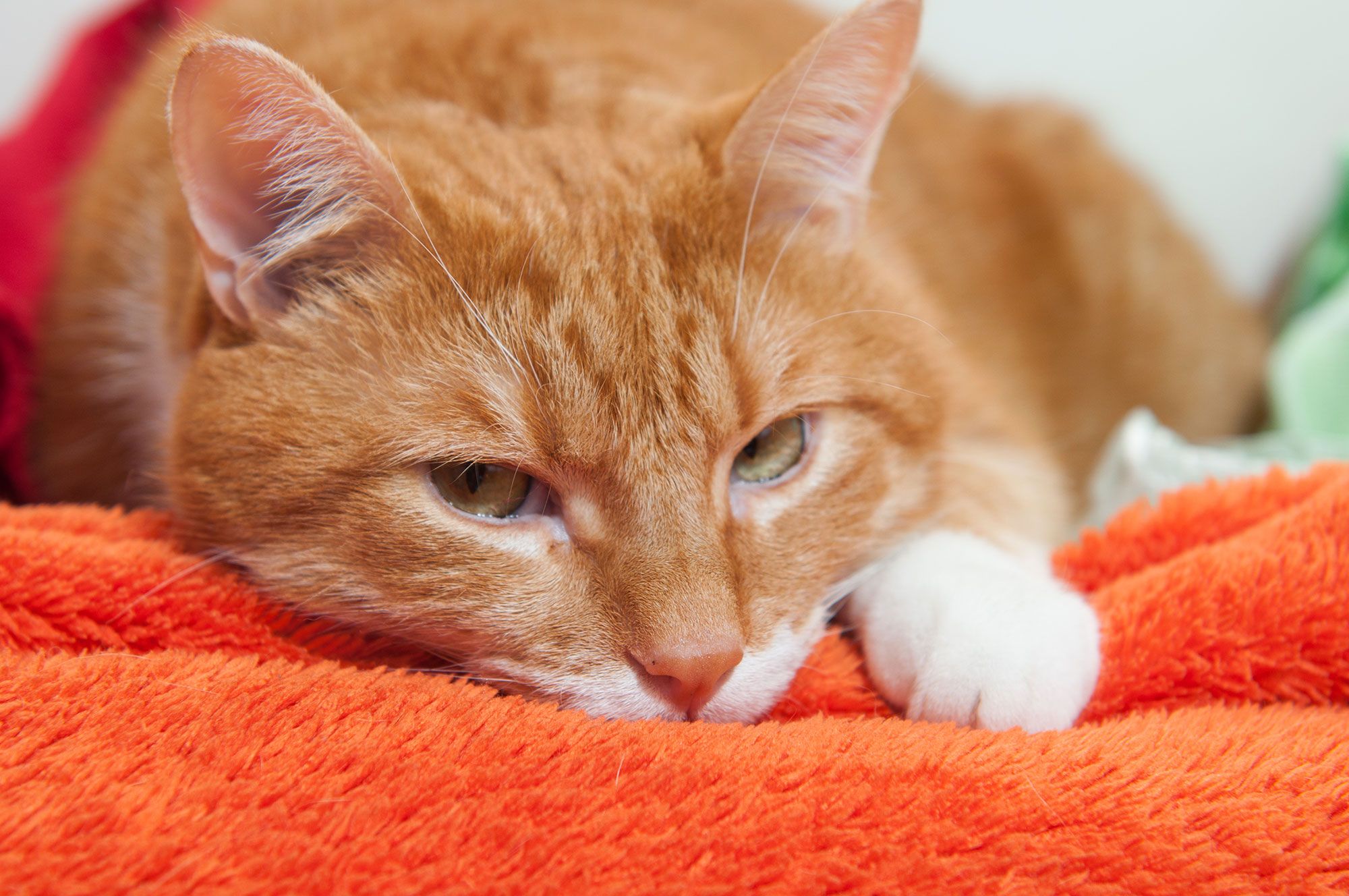mascotas gatos fiebre temperatural corporal