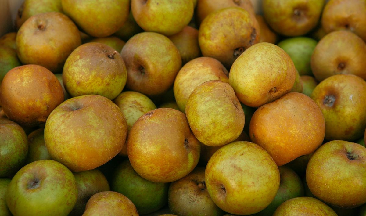 manzana reineta