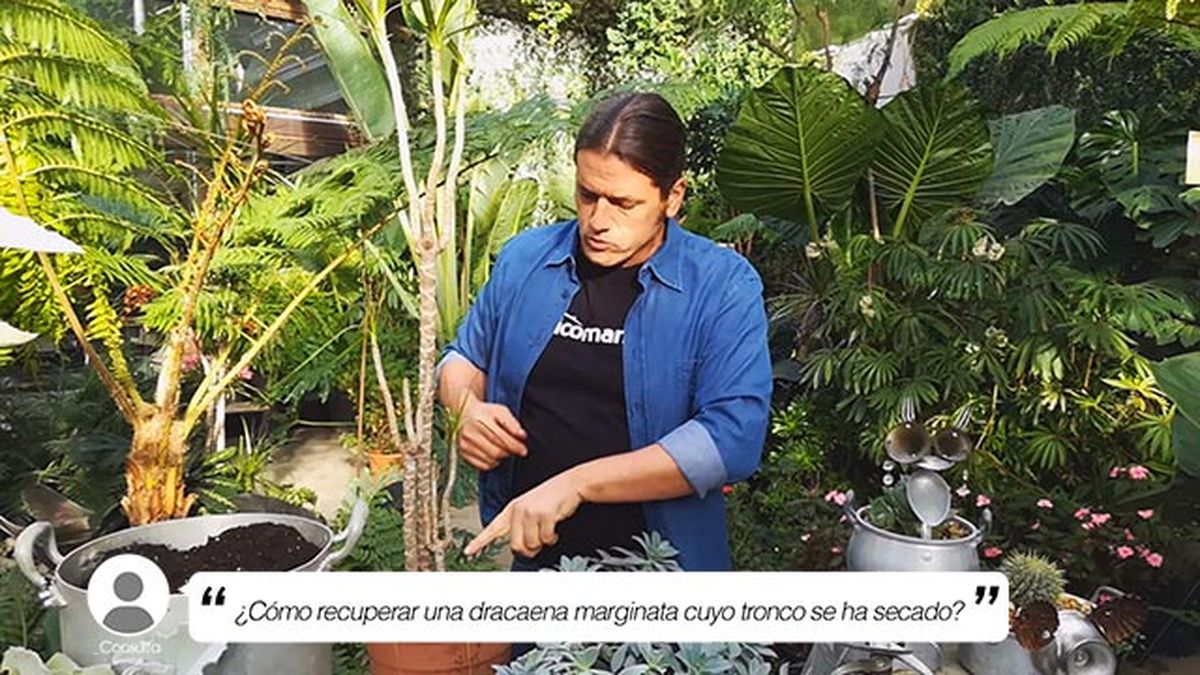 Iñigo Segurola junto a la drácena marginata