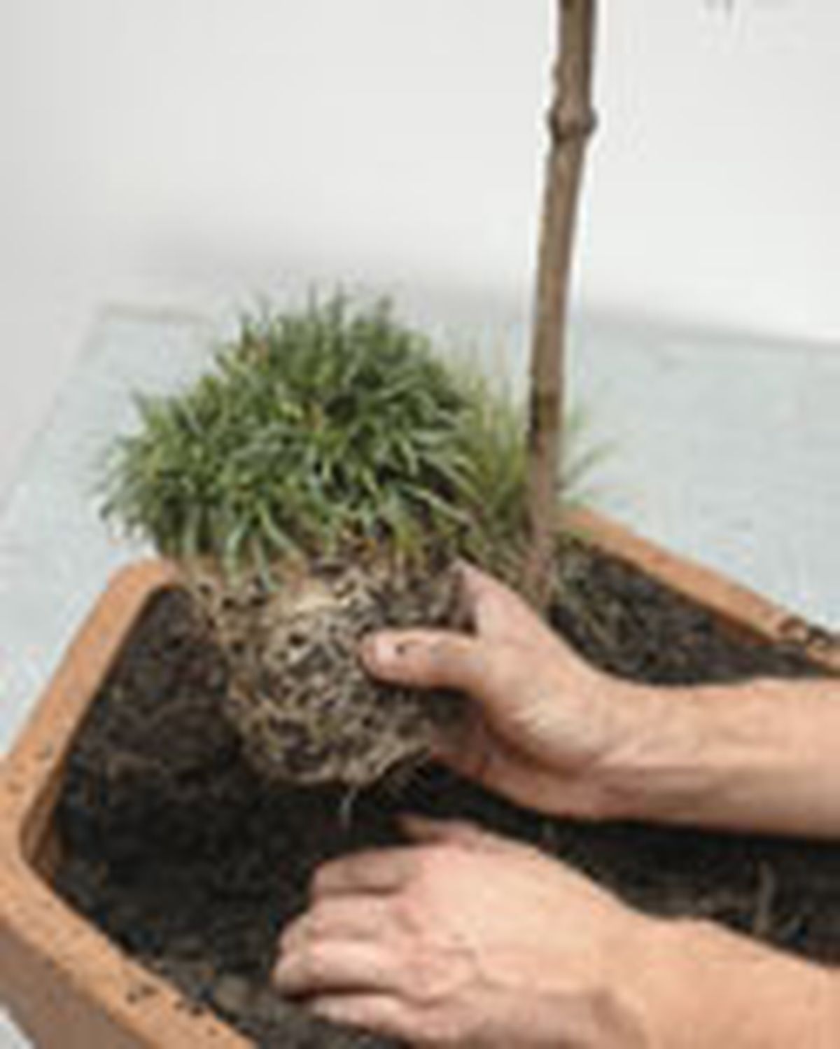 119505 conife pino enano P05