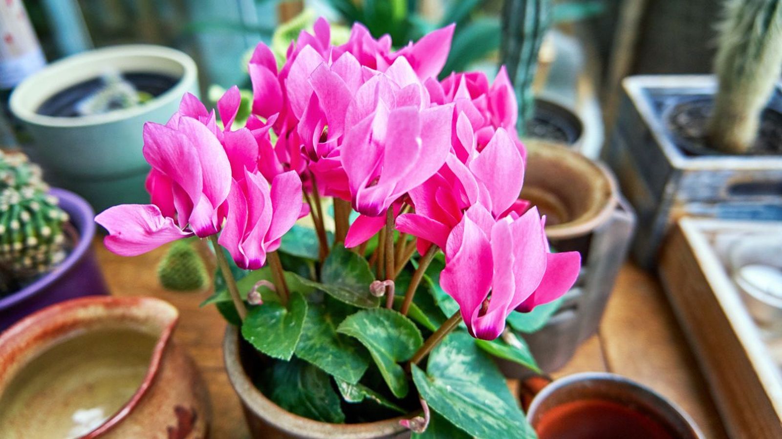 flores otono lidl menos 5 euros