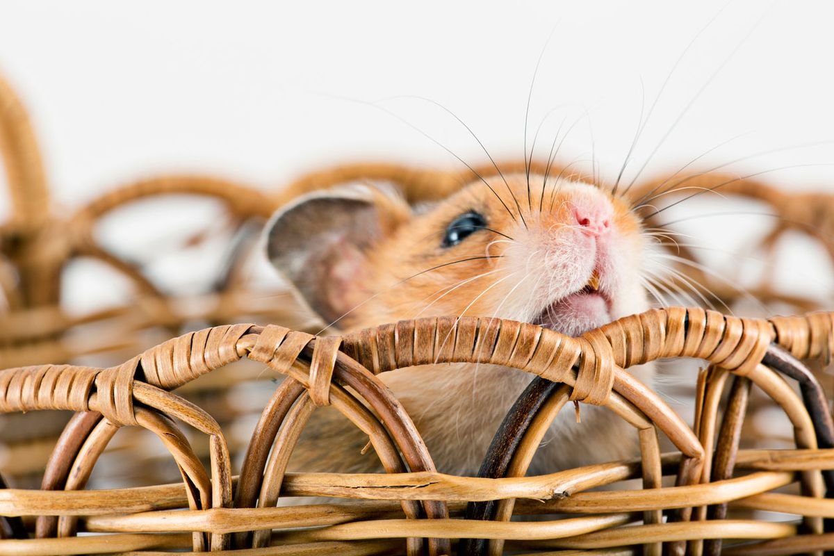 hamster soplar nariz