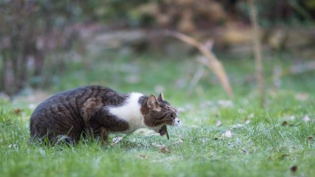 gato vomitando