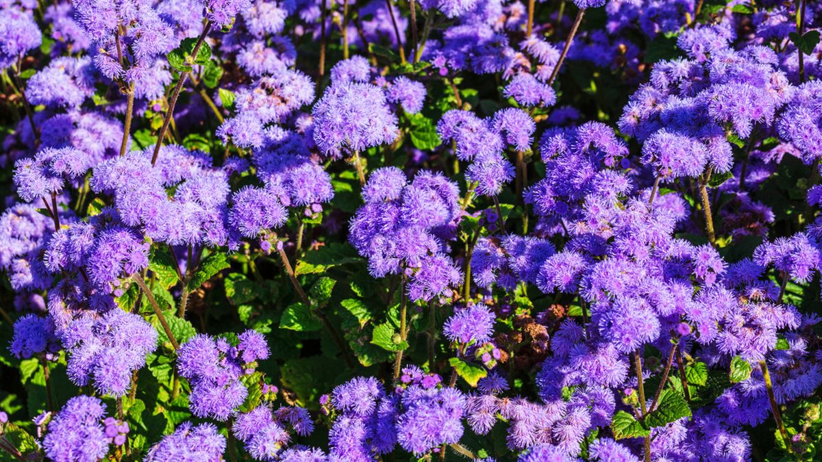 agerato caracteristicas cuidados