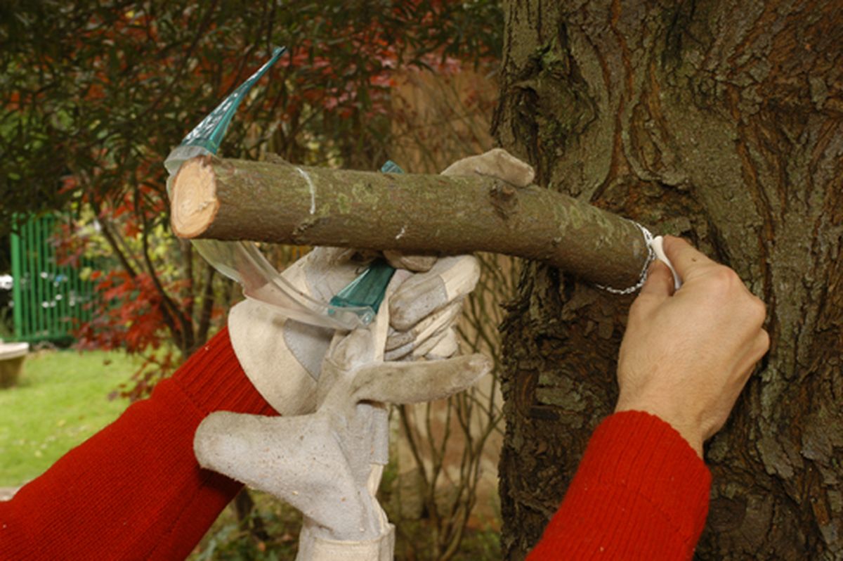 Cómo podar las ramas grandes de un árbol paso 3