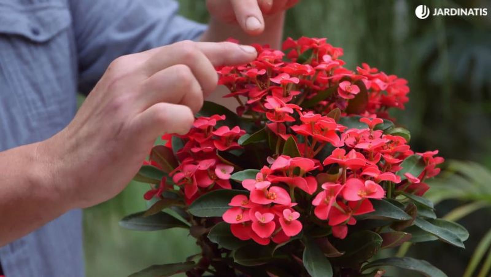 Euphorbia milii