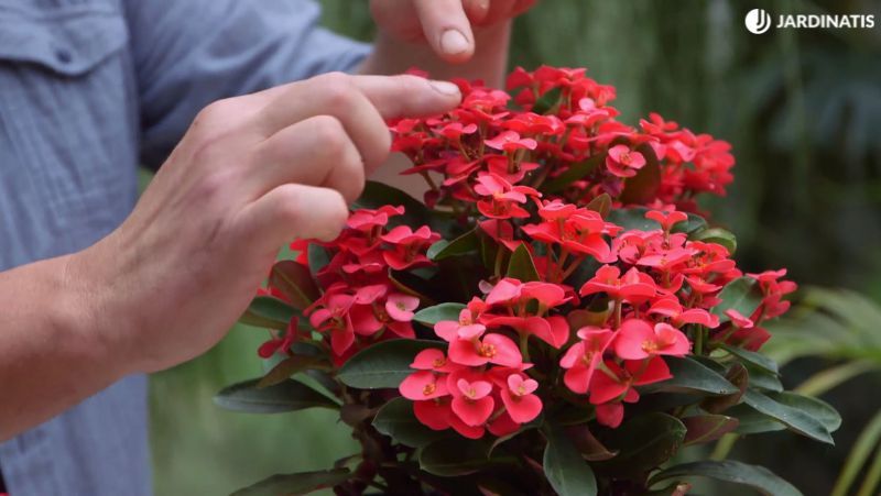 Euphorbia milii