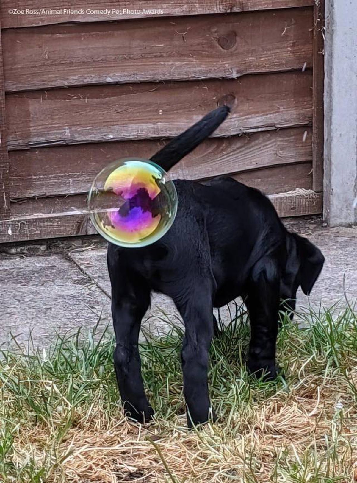 ganadores premios fotografia divertida Comedy Pet Photo Awards 2021