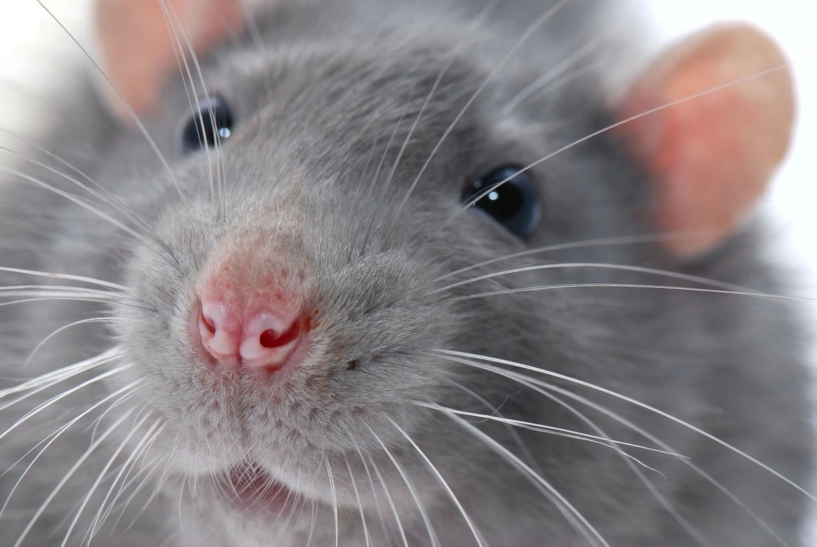 curiosidades roedores