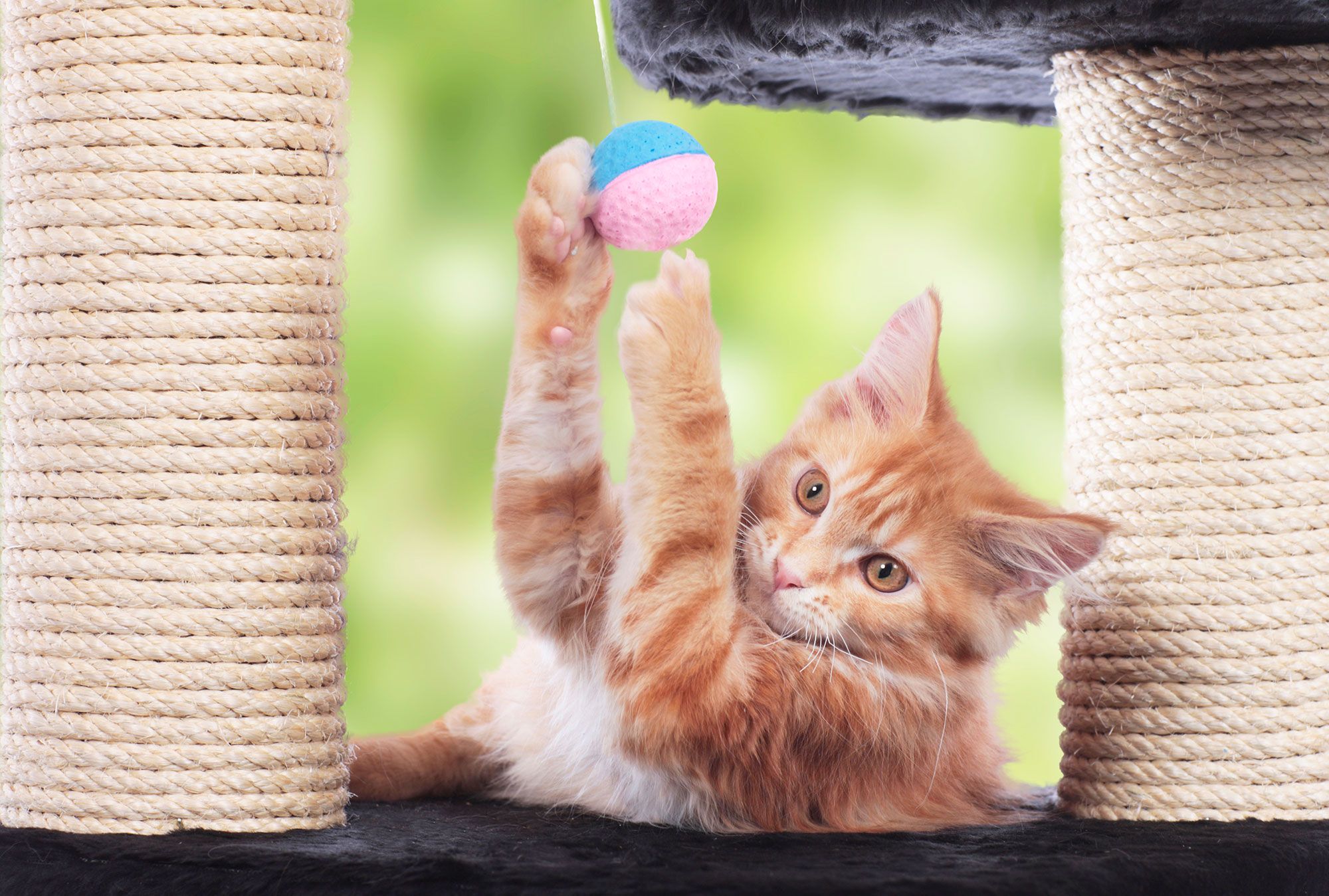 mascotas rascadores gatos actividad