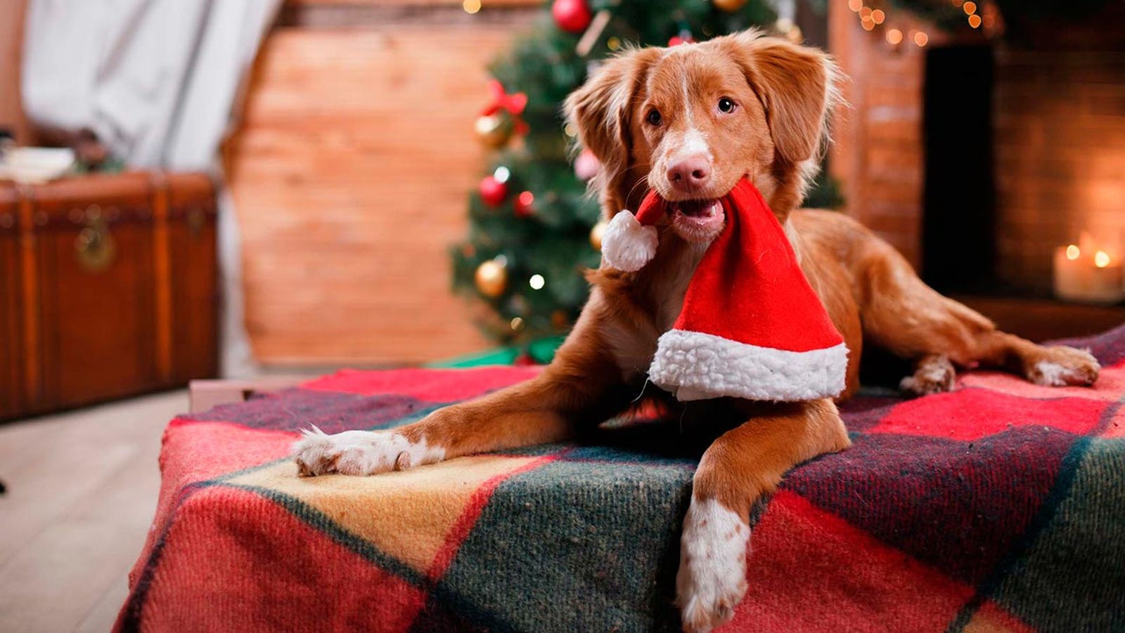Accesorios navideños para que tu mascota también pueda vivir la magia y de la Navidad.