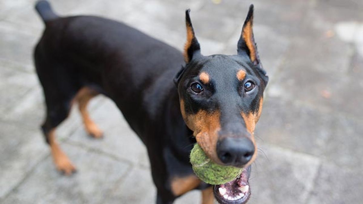 Su ambiente ideal siempre será el interior de los hogares.