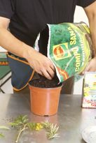 Esquejes o gajos para reproducir plantas paso 2