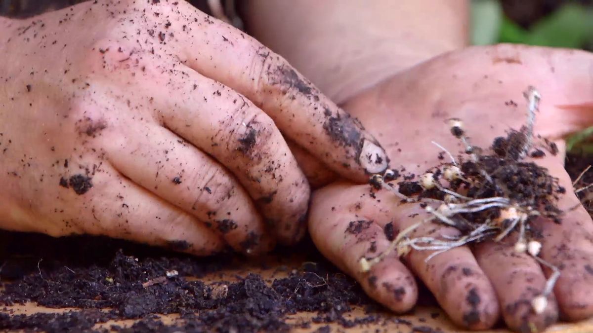 brico 924 3 barrabas oxalis bulbos expansion