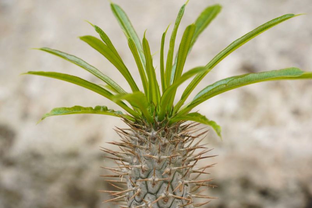 Pachypodium lamerei