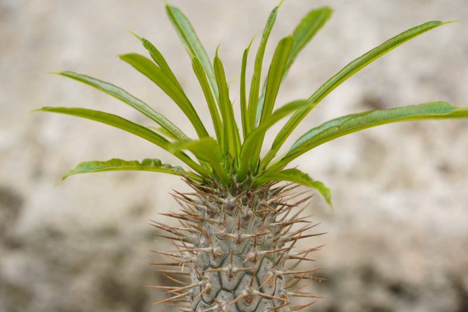 Pachypodium lamerei