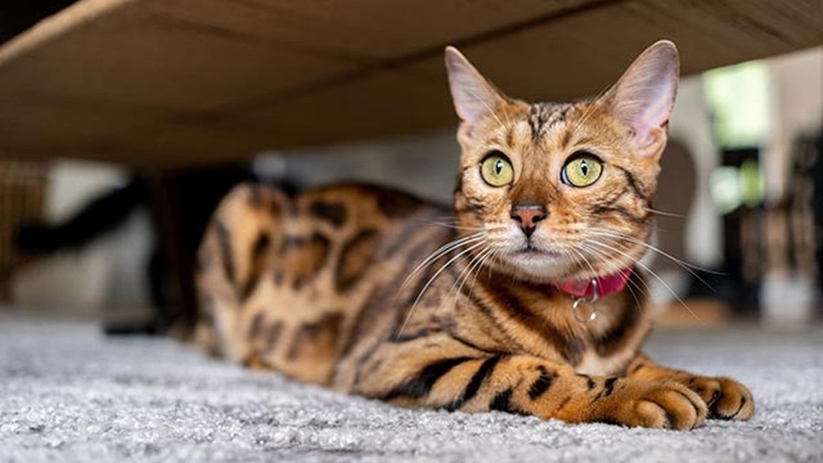 gato bengali bengala 5