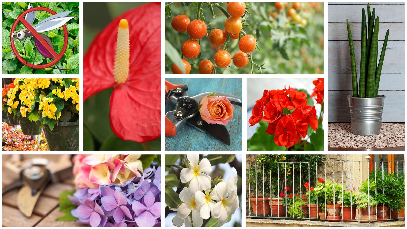 10 temas jardineria mas vistos 2016