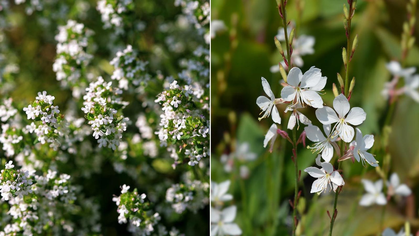 deco 465 plantas vivaces color blanco xl