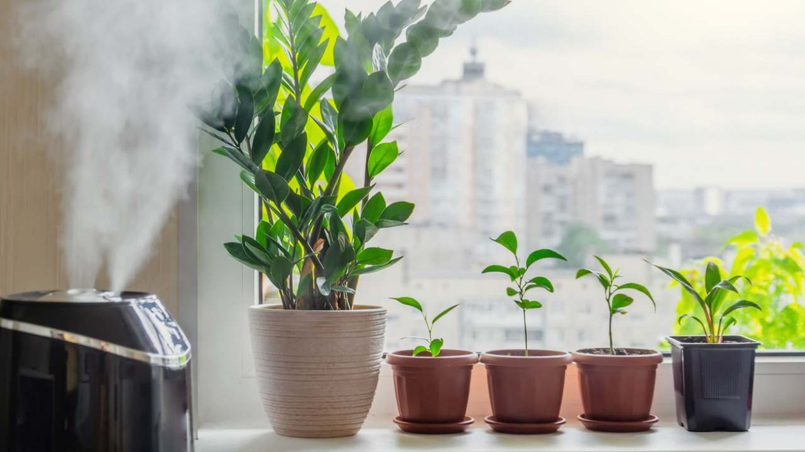 como aumentar humedad plantas de interior