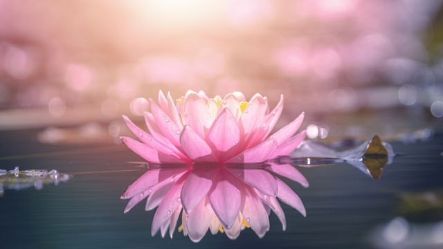 flor de loto