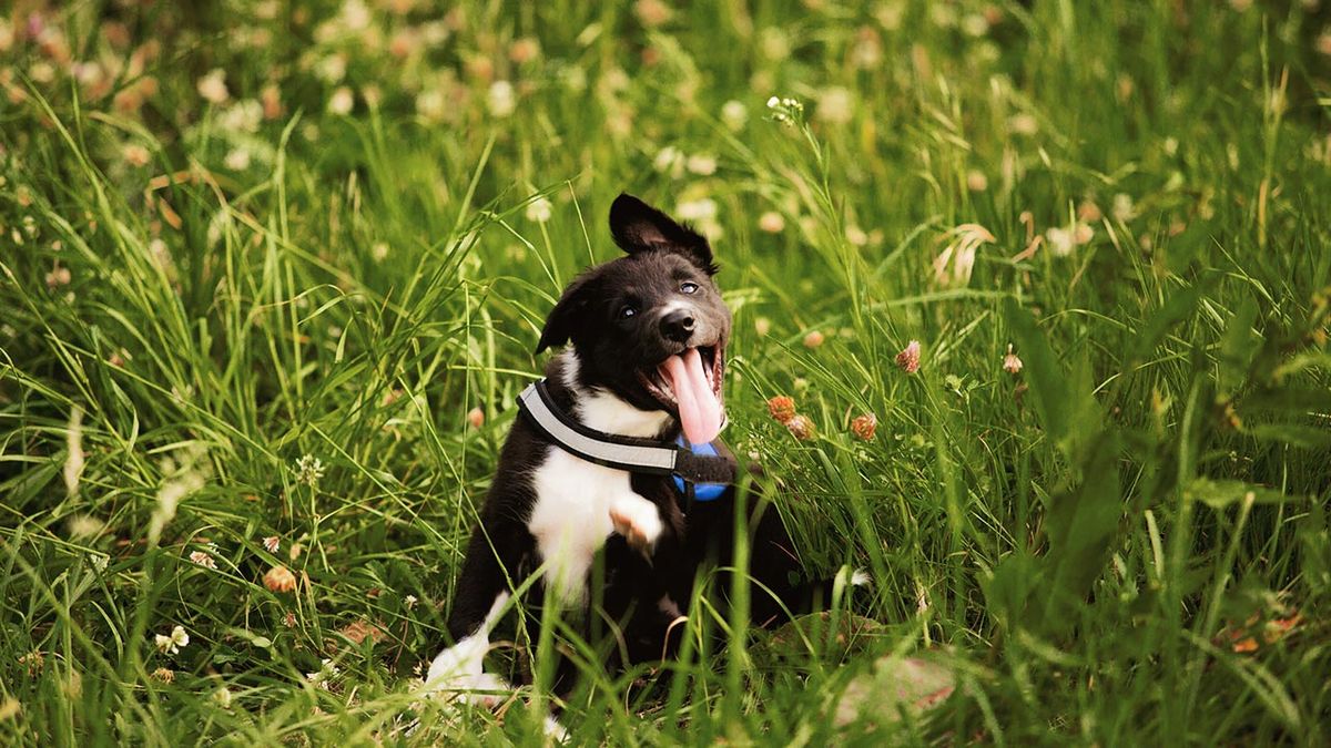 combatir parasitos externos 1