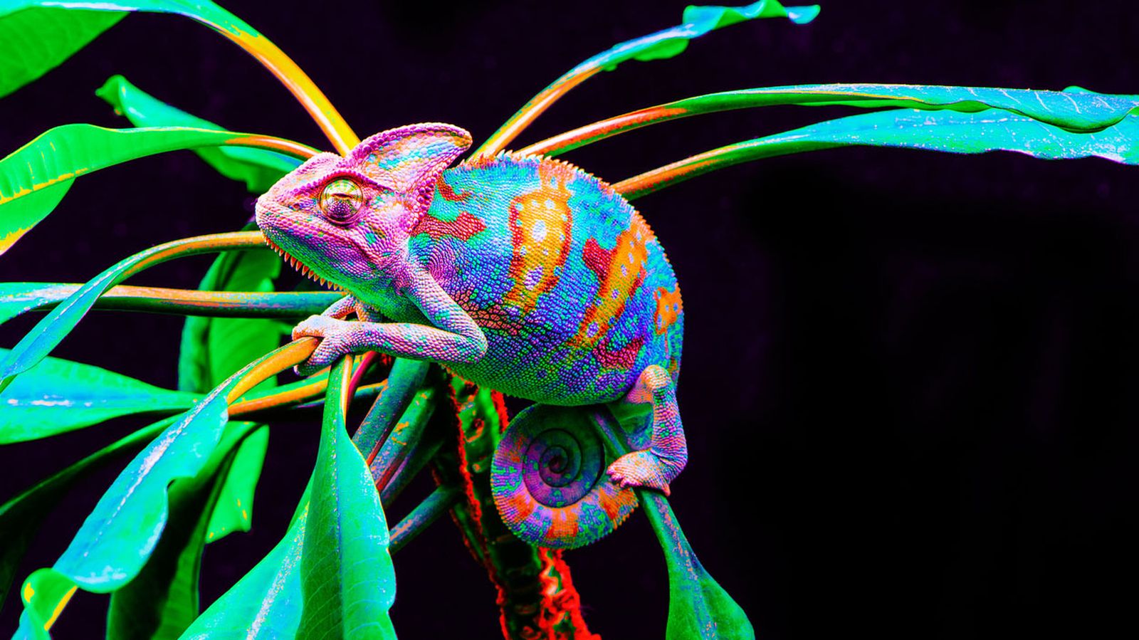 camaleon rosa