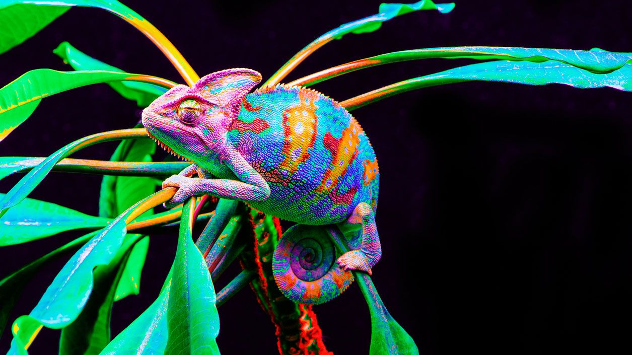 camaleon rosa
