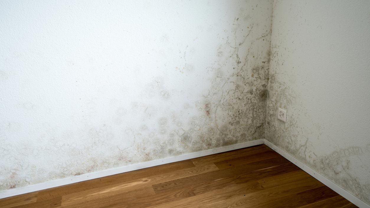 eliminar moho hongos muebles pared techos