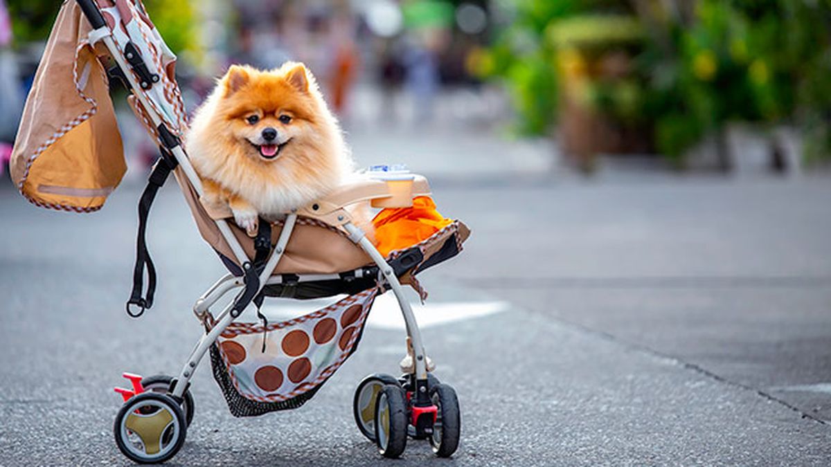 saber antes tener perro 1 pomerania carrito