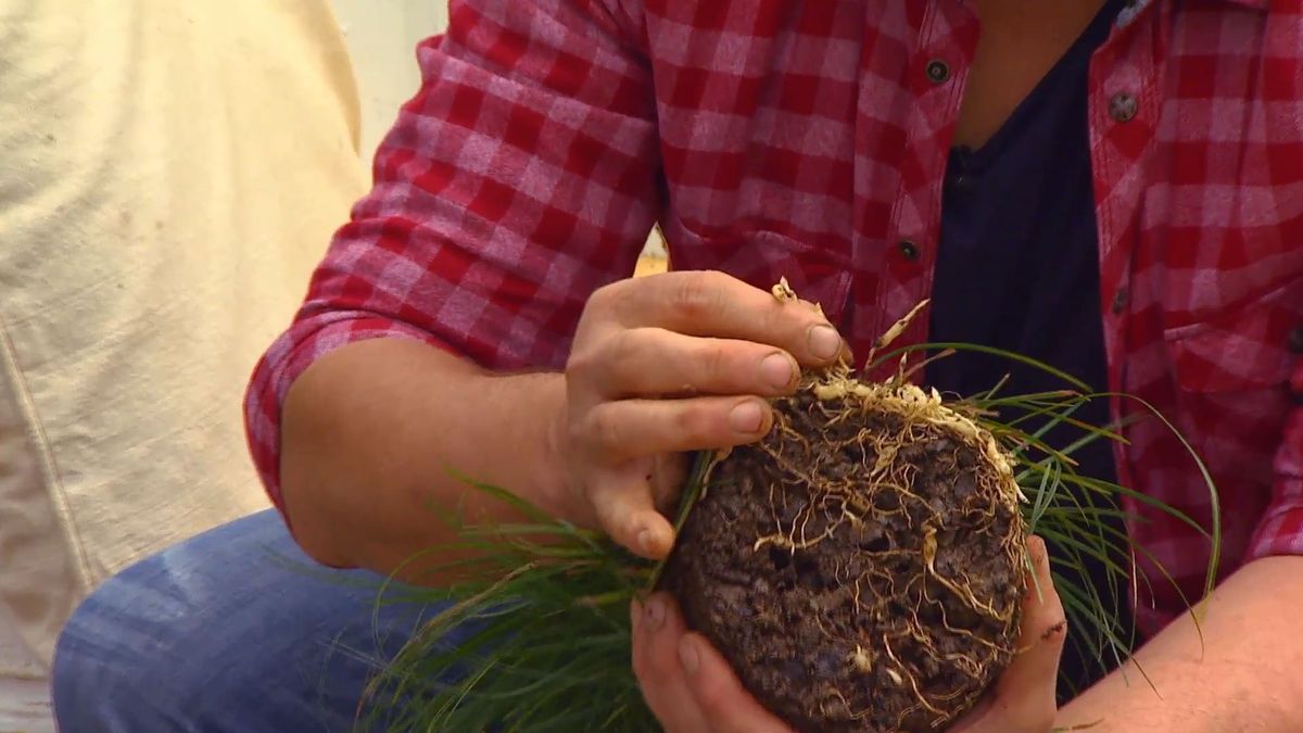 deco 0652 jardineria reverdecer camino losetas ophiopogon bulbos reserva agua