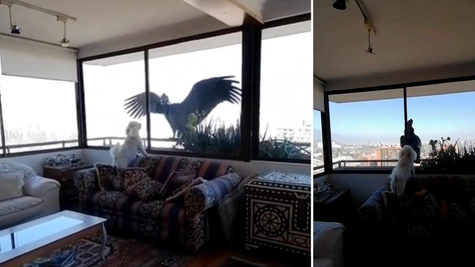 Caniche defiende su casa