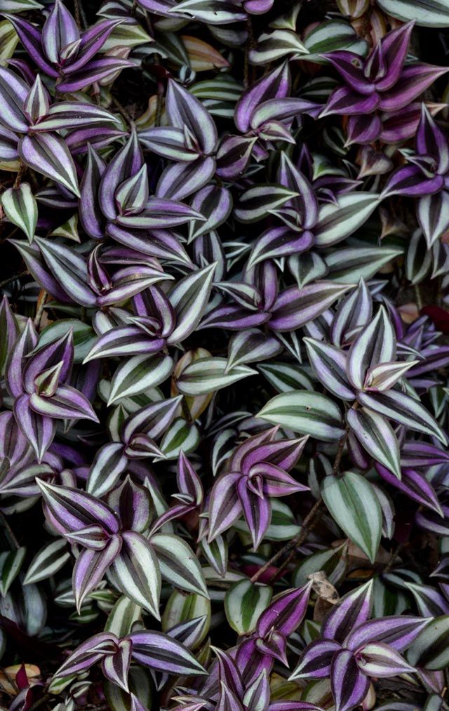 Tradescantia zebrina