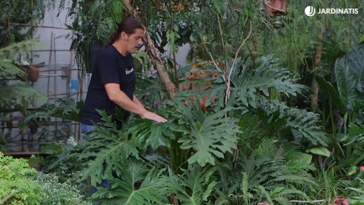 Filodendro o Philodendron