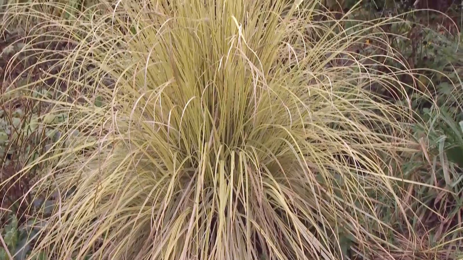 deco 684 hierba pampa xl