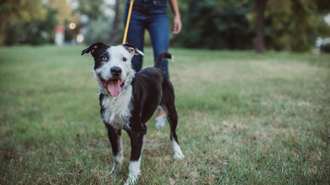 7 razones adoptar perro 6