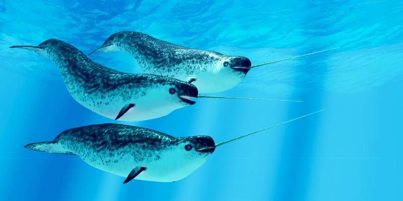 Tres ejemplares de Narval (Monodon monoceros), cetáceos que viven en las frías aguas del Ártico