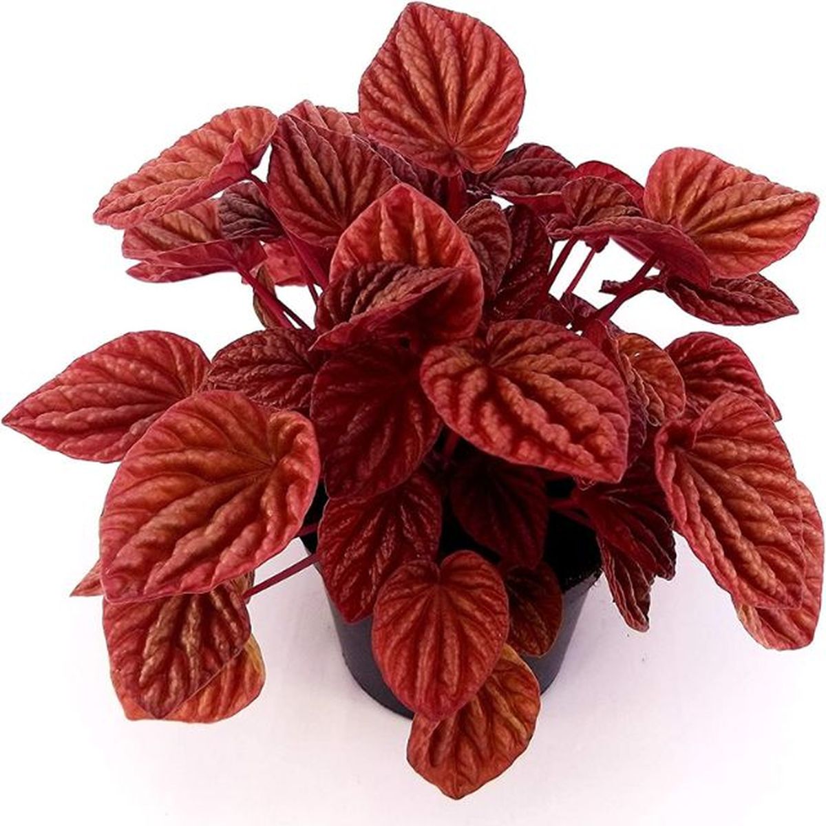 Peperomia quito amazon