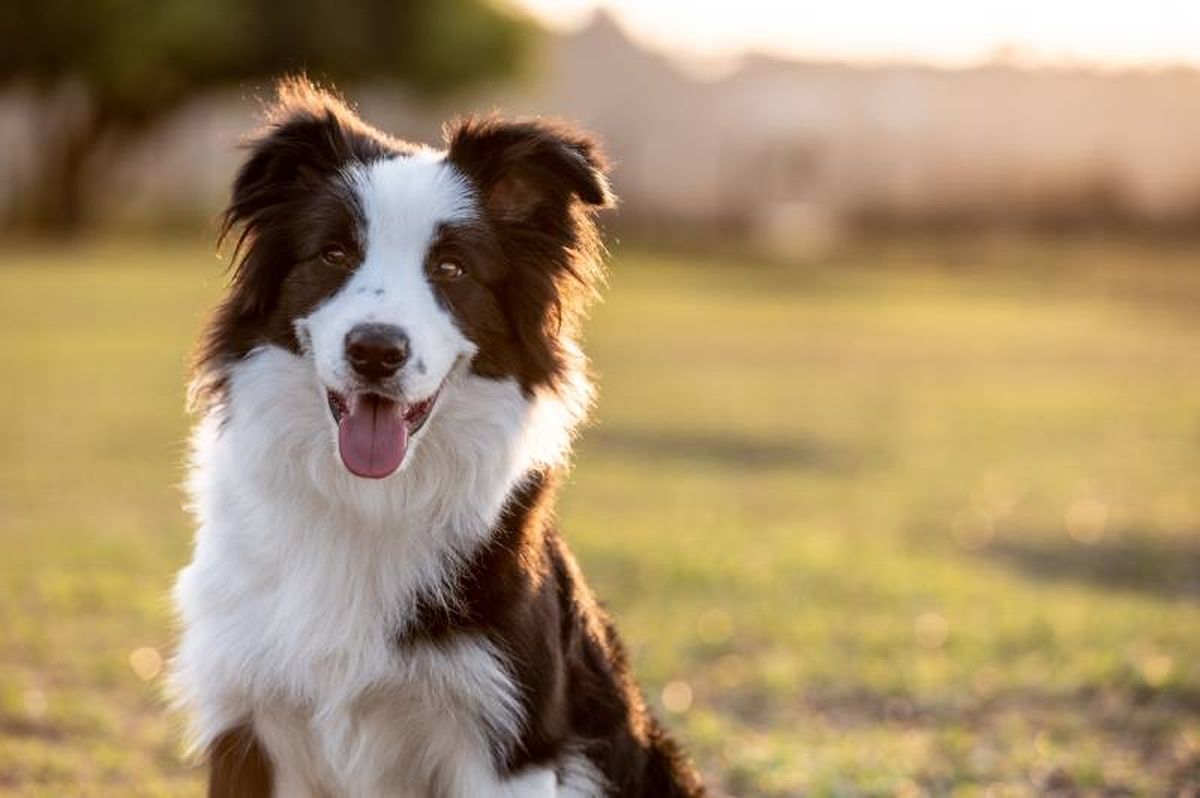 el Border Collie también es popular por su gran belleza.