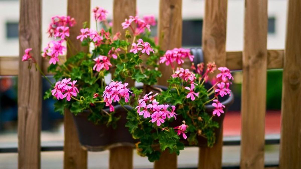 Geranio de flor rosada