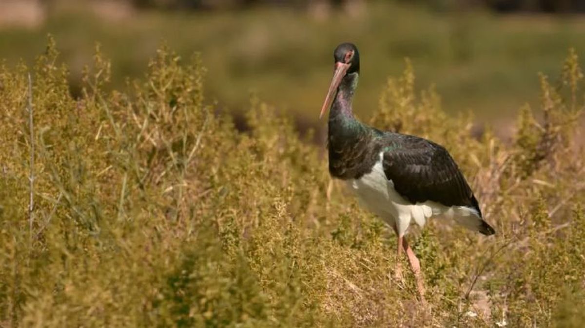animales en peligro de extincion en espana ciguena negra