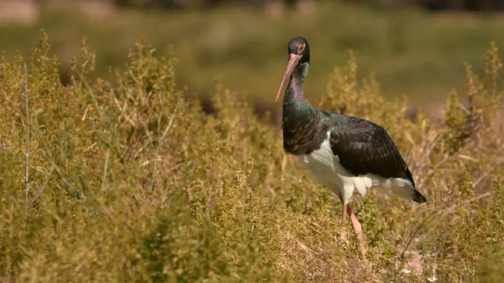 animales en peligro de extincion en espana ciguena negra