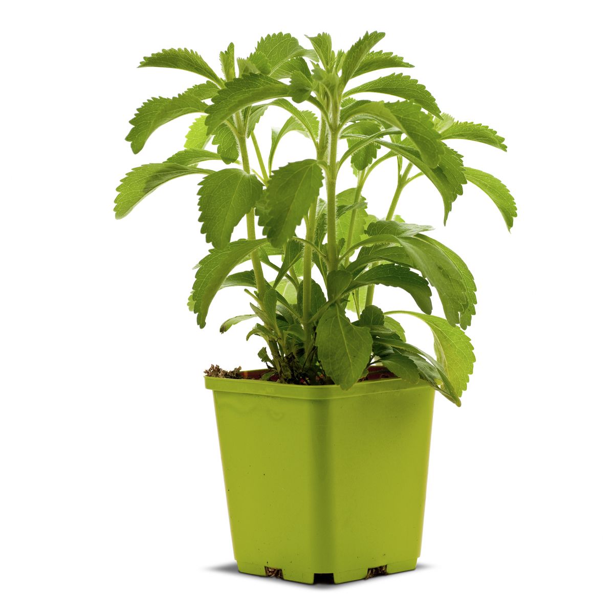 Stevia Rebaudiana