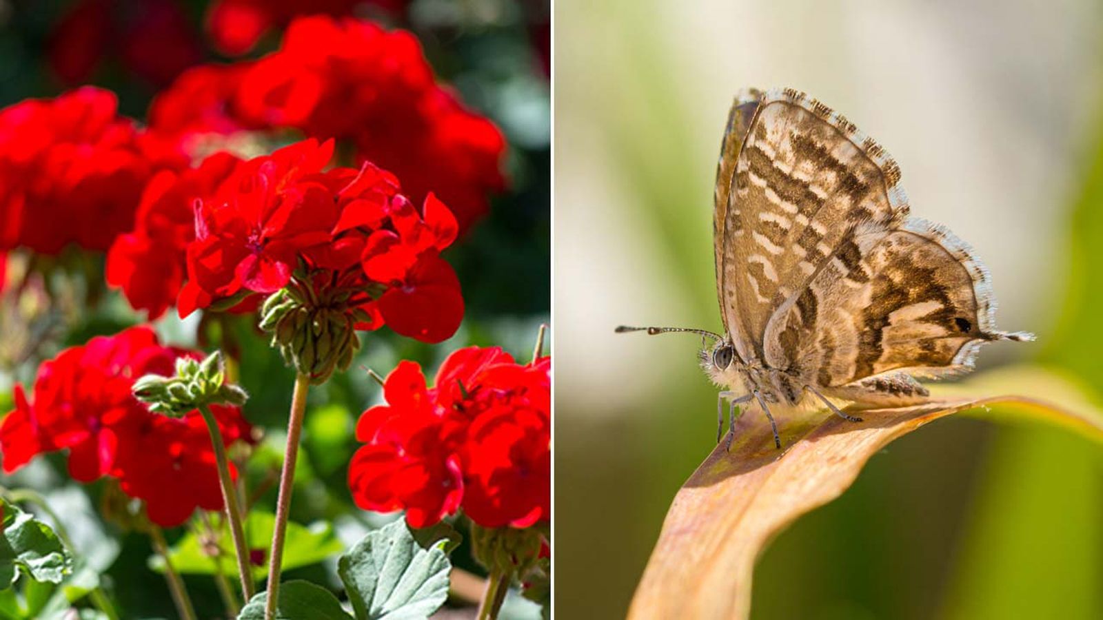 mariposa del geranio que es
