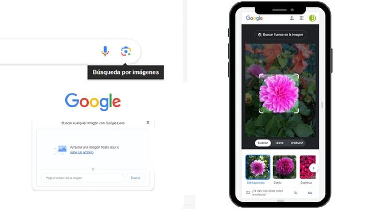 como buscar una planta por google lends